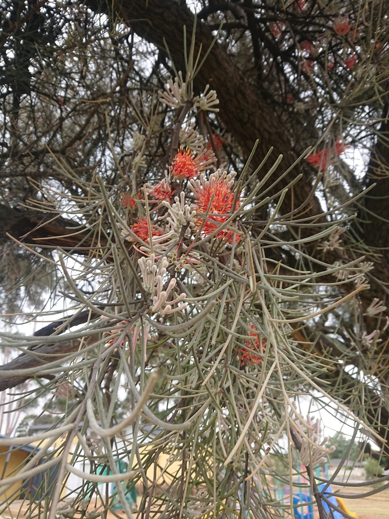 Buloke Mistletoe