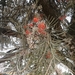 Buloke Mistletoe - Photo (c) Roger MacRaild, some rights reserved (CC BY-NC), uploaded by Roger MacRaild