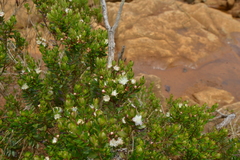 Myrtastrum rufopunctatum