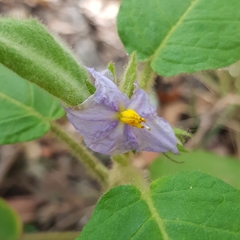 Solanum densevestitum