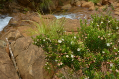 Myrtastrum rufopunctatum