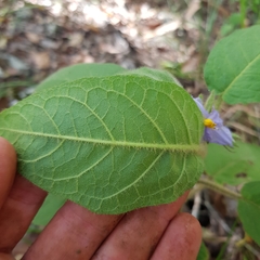 Solanum densevestitum