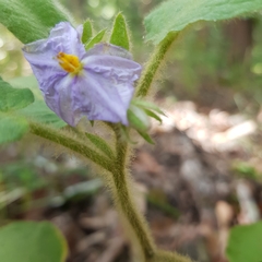 Solanum densevestitum