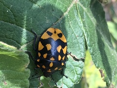 Pachycoris klugii