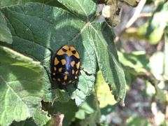 Pachycoris klugii
