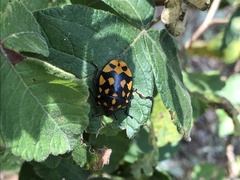 Pachycoris klugii