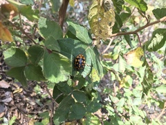 Pachycoris klugii