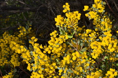Acacia brachybotrya