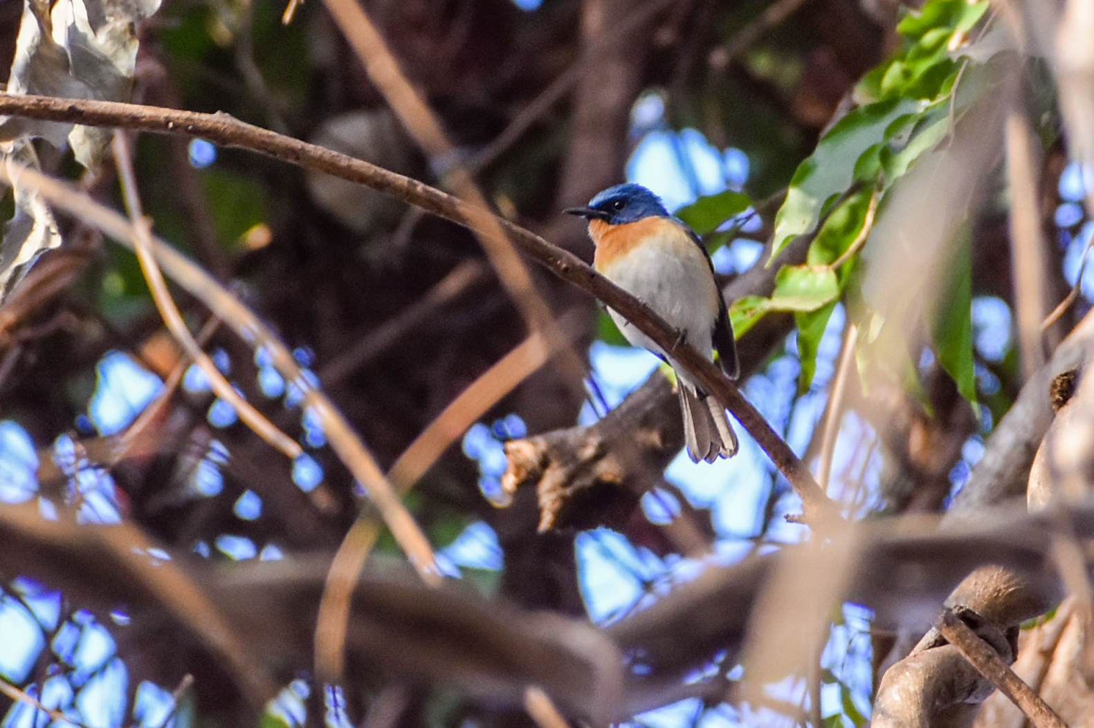 Tickell's Blue Flycatcher