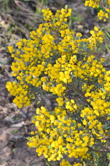 Acacia brachybotrya