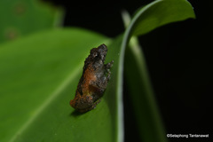 Raorchestes parvulus