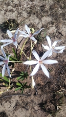 Crinum mccoyi image