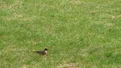 Turdus migratorius