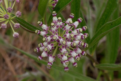 Asclepias longifolia