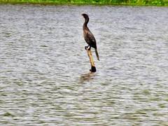 Nannopterum brasilianum