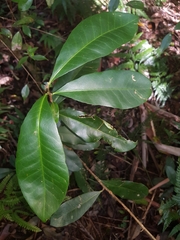 Planchonella australis