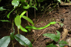 Trimeresurus gumprechti
