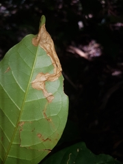 Quintinia verdonii