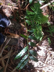 Alpinia arundelliana