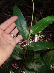 Alpinia arundelliana