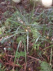 Cyperus filipes