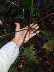 Cyperus filipes