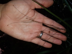 Cyperus filipes