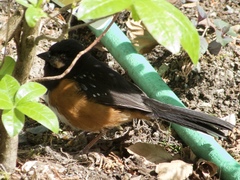 Pipilo maculatus