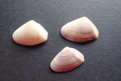 Donax denticulatus