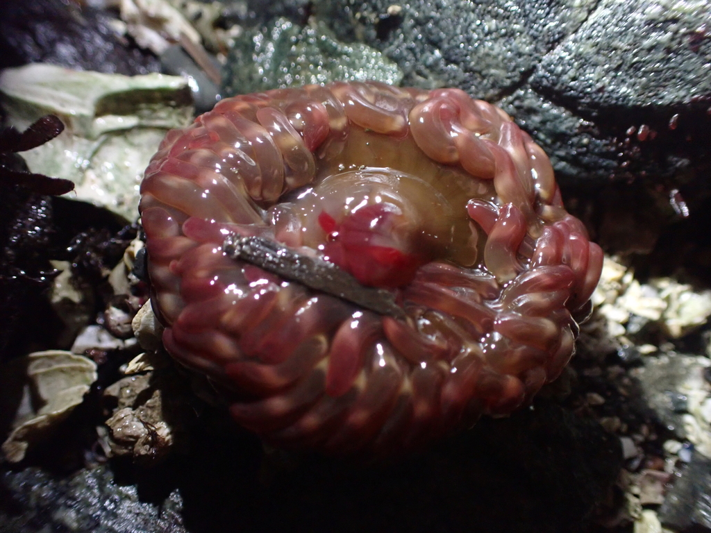 Urtibrina clandestina