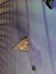Anaxidia lozogramma