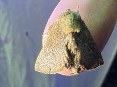 Anaxidia lozogramma