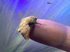 Anaxidia lozogramma