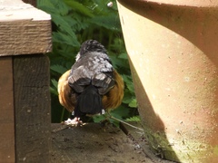 Pipilo maculatus