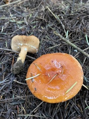 Lactarius subflammeus