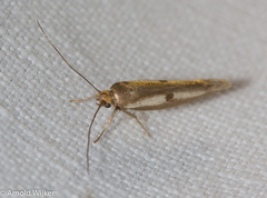 Parahyponomeuta egregiella