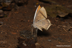 Thinopteryx crocoptera