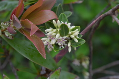 Parsonsia flexuosa