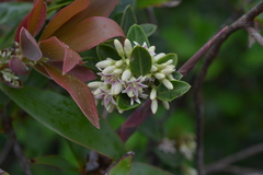 Parsonsia flexuosa