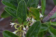 Parsonsia flexuosa