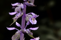 Salvia divinorum