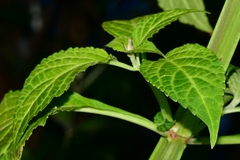 Salvia divinorum