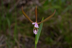 Cleistesiopsis oricamporum