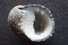 Nerita tessellata