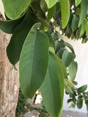 Psidium guajava