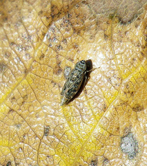 Latalus personatus