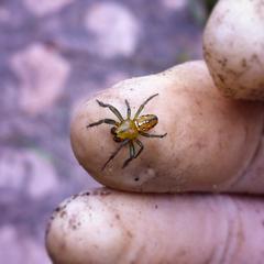 Alpaida variabilis