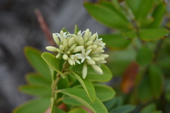 Parsonsia flexuosa