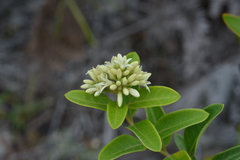 Parsonsia flexuosa
