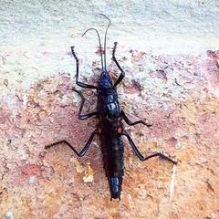 Monticomorpha unicolor